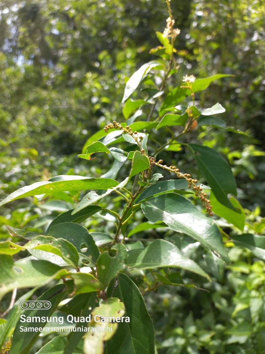 Croton klotzschianus (Wight) Thwaites